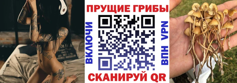 продажа наркотиков  KRAKEN маркетплейс  Псилоцибиновые грибы Psilocybe  Сызрань 
